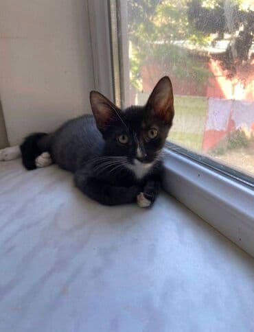 где можно купить котенка: Erkək, Dişi, Yaxşı əllərə — 4