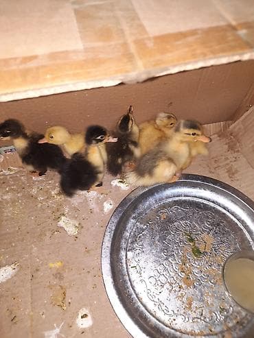 keci seki: Məhsul: Ördək balaları Təsvir: - Şəkillərdə müxtəlif rəngli (sarı — 2