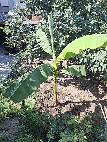 hilba bitkisi nedir: Banana ağacı (bar veren sort)– bağ üçün dekorativ bitki Bitki hazır — 3