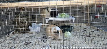 ev heyvan: Dovşancıq/qravçik (guinea pig) üçün tam avadanlıqlı qəfəs dəsti — 5
