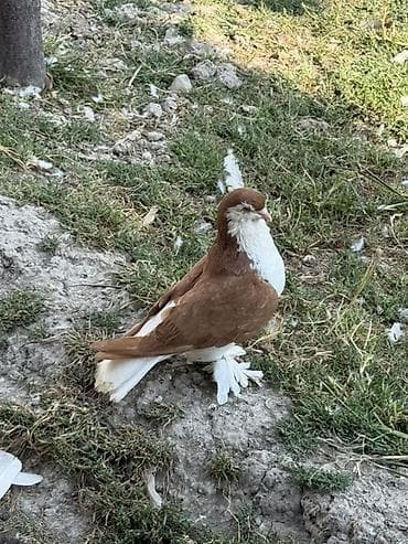 bala pişik ucuz: Erkey delfin satilir ciddi alicilar elaqe saxlasin — 3