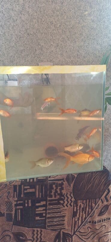 Dördbucaq akvarium, Balıqlarla birlikdə, 64 l, Ünvandan götürmə