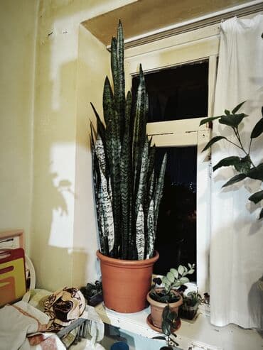 бочка 10 тонн: 1,20 metr gül, sanserveriya, yaxsi — 1