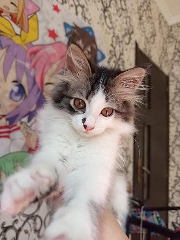 pişik qabı: Dişi — 1