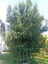 Чай, кофе, напитки: Məhsul: Dəfnə yarpağı (Laurus nobilis) İsmayilli rayon, öz — 5