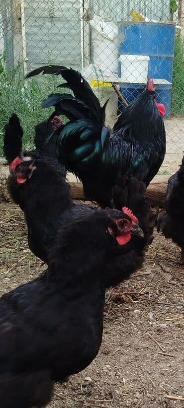 sort toyuq: Toyuq, Australorp, Yumurtalıq, Ünvandan götürmə — 3