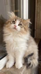 pers pişik: Qızıl şinşilla — 1