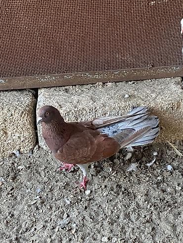 18tük qırmızı ebreş qiymet sondur 19 tuk balalar verir vdyosun ata