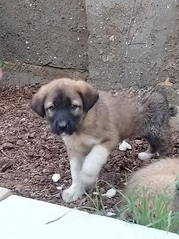 it adlari oglan: Qurdbasar, 1 ay, Erkek, Pulsuz çatdırılma — 4