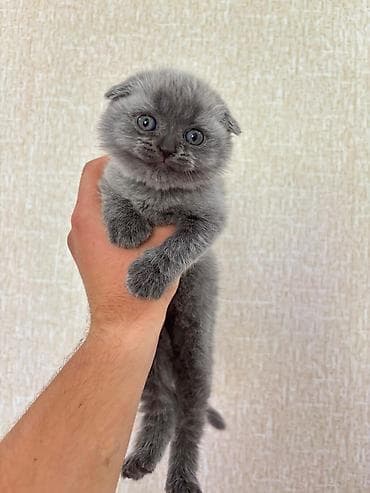 Британская — 9