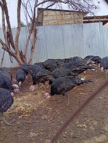 şinşila satılır: Erkək, Damazlıq — 2