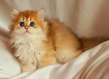 golden retviever: Erkək, Ünvandan götürmə — 6