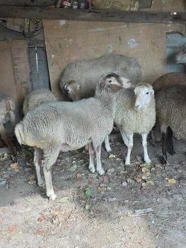 heyvanlara verilen adlar: Dişi quzular satılır super kök sağlam heyvanlardı 5 denedi bir ana — 2