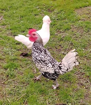 Qoyunlar, qoçlar: Toyuq, Damazlıq — 3