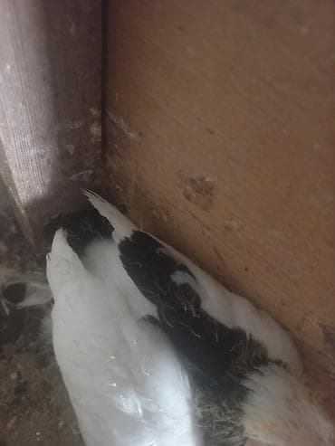 qu quşu: 3 ədəd göyərçin. Ünvan Sabunçu. Dişi qara boynugüllü — 7