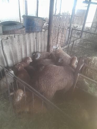 Птицы: Qoyun və quzu sürüsü - Növlər: müxtəlif rəngli yerli ətlik-yunlu — 3