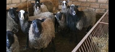 Qazlar: Satılır: Qoyun sürüsü - Növ: yerli qarışıq cinsli qoyunlar (qara, boz — 5