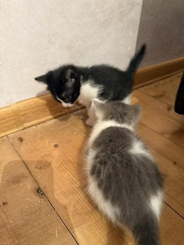 pisi: Erkək, Dişi, Yaxşı əllərə — 9