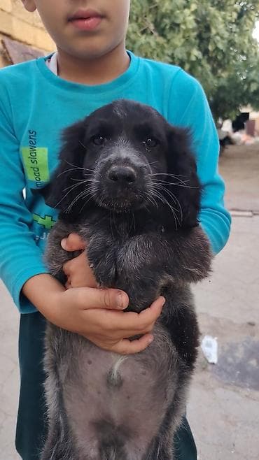 köpek it adlari: 2 ay, Erkek — 1