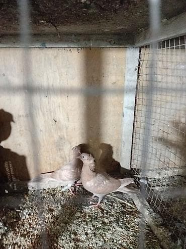 akvarium dekorlari: Sari balar 5 ededi riyal alci narhat elsin 5sde kekldi qesde gozderi — 1