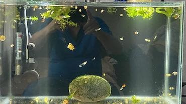 akvarium baliqlari: Quppi, Sülhsevər, Ünvandan götürmə — 2