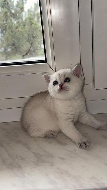 Britaniya mənşəli görünüşlü balaca pişiklər - Cins/type: Qısa tüklü