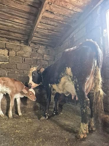 mal inək: 14 litir süd verir 3 qarına doğub 15 gündü doğub balası dişdi — 2