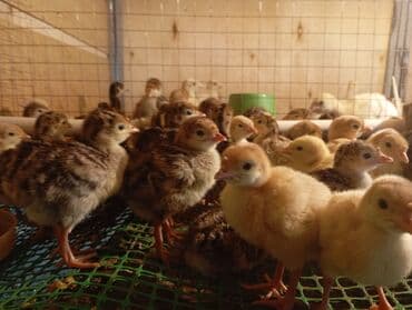 Digər heyvanlar: American bronz hinduşka balaları.anaları tam göy otlar qidalanır — 4