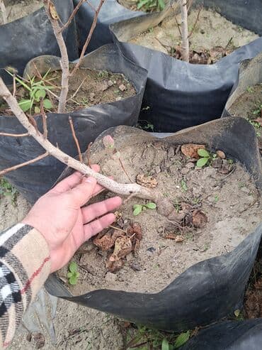 zeytun satisi: Püstə ağacı və yaxud antep fısdığı fisdəşka adlandırılır olduğca nadir — 2