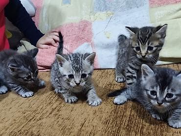 pulsuz pişiy: Yaxşı əllərə, Pulsuz çatdırılma — 1