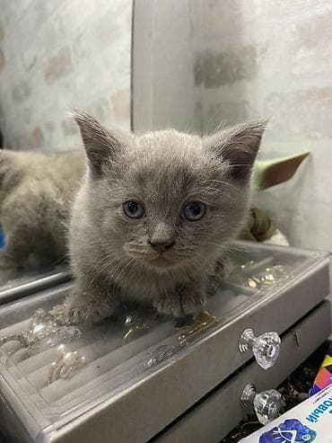 baliq yemi: Britan, Erkək, Yaxşı əllərə, Ünvandan götürmə, Ödənişli çatdırılma — 4