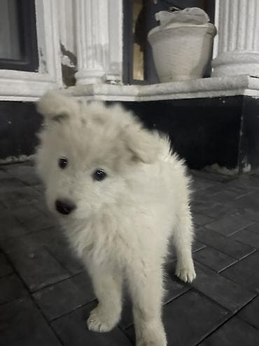 мальтийская болонка цена в баку: Самоед, 2 месяца, Бесплатная доставка — 3