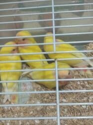 Gəmiricilər: Tutuquşu popuqay nerazlucnik . Bir ayından üç ayınadək balalar — 2