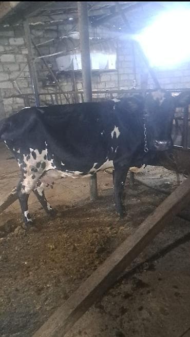 inek: 4 ci qarına 6 litr qaranti İney satılır balası dişidi təmiz anqusdu — 3