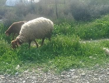 ereb ati satilir: 1ci qarna şişek dişi balayla satlr ünvan ST Sumqayt — 2