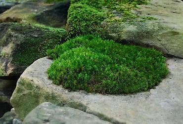 gül hicab instagram: Təbii Bitkilər – Mamır/Mox Teraryum və Paludaryum üçün uyğun Məhsul — 1