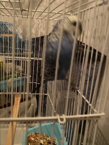 ağ dovşan: Salam sağlam quşdu mavi rəngdə erkək quşdu 8ay 14 günnüyürüdür sarı və — 2