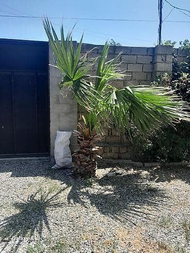 monstera bitkisi: Məhsul: Dekorativ xurma ağacı (fan-palması, Washingtonia tipli) — 2