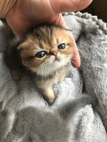 şotlan pişik: Şotland yastı qulaq, Erkək, Dişi, Yaxşı əllərə, Ünvandan götürmə, Pulsuz çatdırılma, Ödənişli çatdırılma — 23