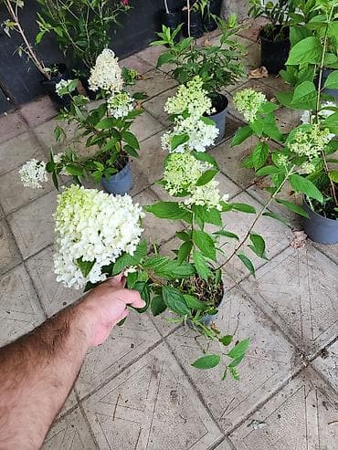 çöl sarmaşığı: Ağ çiçəkləri olan panikulyar hortensiya (Hydrangea paniculata) – — 2