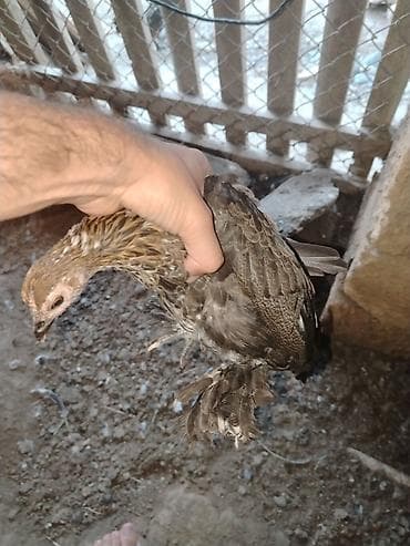 toyuq cuce satisi: Yapnkalar ayağı tüklü kəkilli — 6