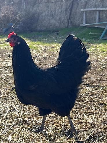 suda yaşayan heyvanlar: Toyuq, Australorp, Damazlıq — 10