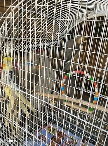 попугай корелла: Elaqe vatsapla 35 -40 azn Nimfa (cockatiel) tutuquşuları – bir qəfəsdə — 4