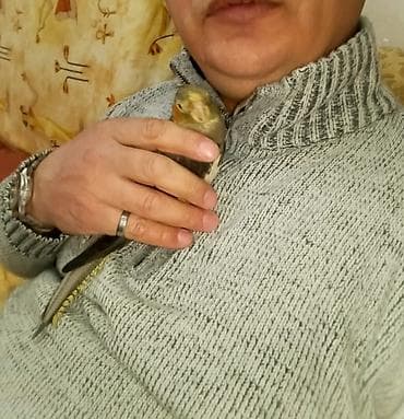 Птицы: Başlıq: 🌟 TAM ƏL QUŞU – Mehriban və Dişləməyən Dişi Korella ​Təsvir — 5