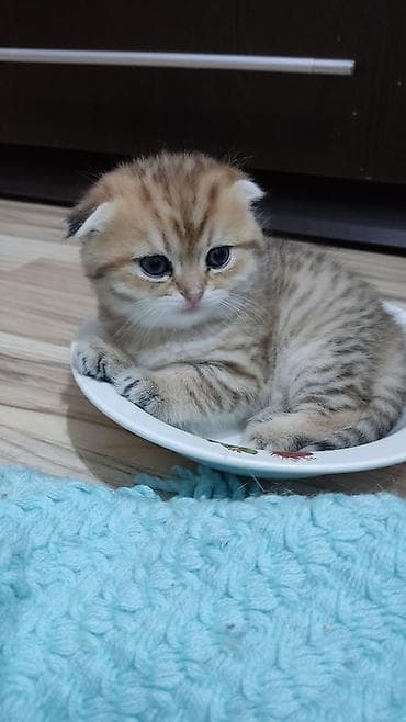 Gəmiricilər: Qızıl şinşilla, Dişi, Yaxşı əllərə, Ünvandan götürmə — 1