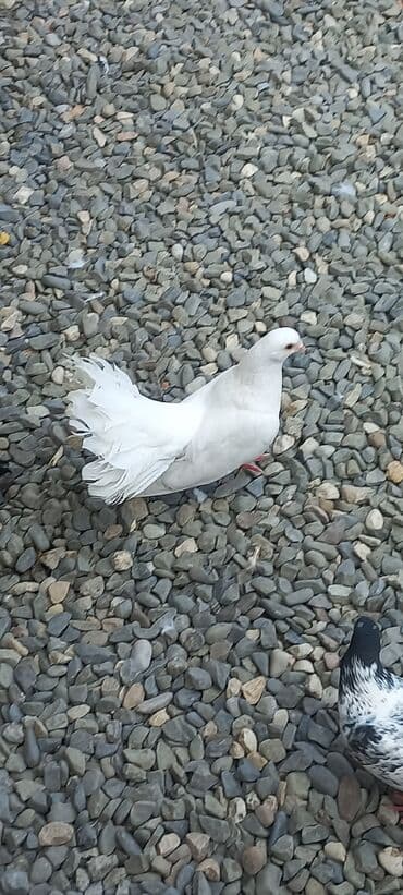 göyercin yuvası: Məhsul: Qüvvətli uçuş və baxımlı görünüşə malik ev göyərçinləri — 5