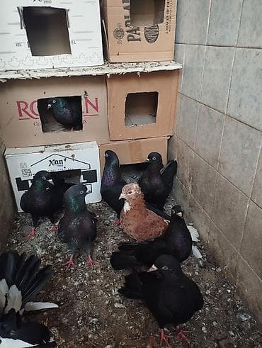 goyercin berde type 0: Qaralar 1 cütdən törəmədi Ana və Dədələrin Uçuşun Görmüşəm bala — 4