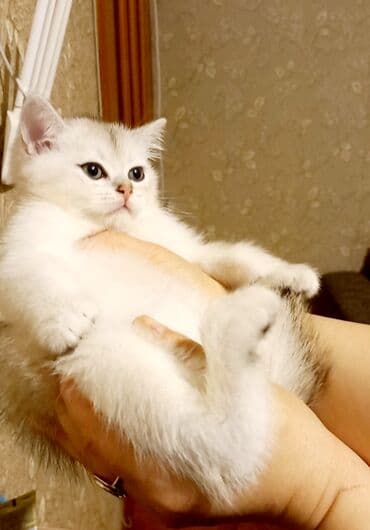 sarı british: Britan, Erkək, Ünvandan götürmə — 2