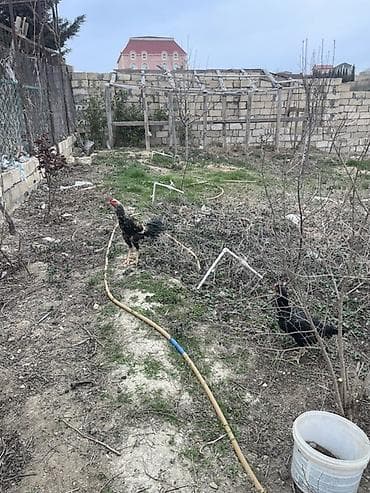 satilik inekler: Toyuq, Damazlıq — 2