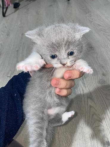 bala pisik: Şotland yastı qulaq — 4